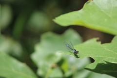 Enallagma geminatum