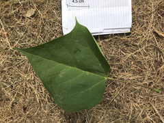 Catalpa bignonioides