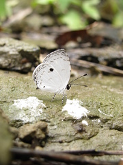 Neopithecops zalmora