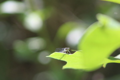 Enallagma geminatum