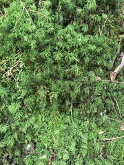 Leucolepis