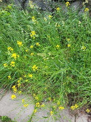 Bunias orientalis