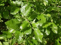 Rhamnus alpina