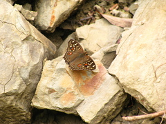 Junonia lemonias aenaria