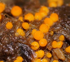 Cheilymenia raripila