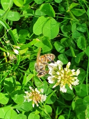 Apis mellifera