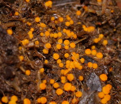 Cheilymenia raripila