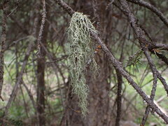 Evernia divaricata