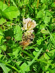 Apis mellifera