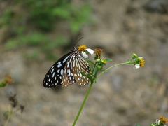 Tirumala limniace limniace