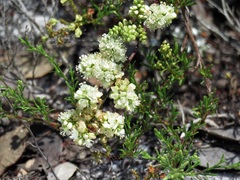 Polygonum dentoceras