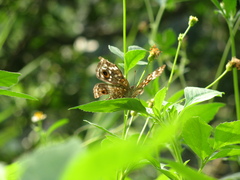 Junonia lemonias aenaria