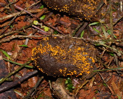 Cheilymenia raripila