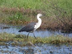 White-Necked Heron photo 3