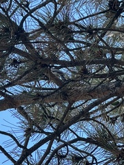 Poecile atricapillus