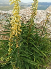 Digitalis micrantha