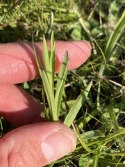 Dianthus superbus