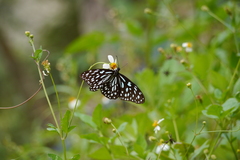 Tirumala limniace limniace
