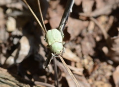 Hoplia parvula