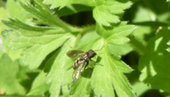 Portevinia maculata