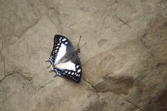 Polyura eudamippus