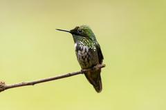 Lophornis chalybeus