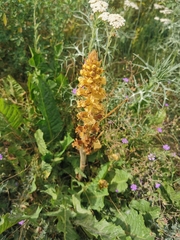 Orobanche reticulata