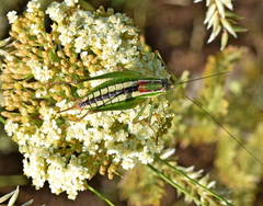Poecilimon macedonicus