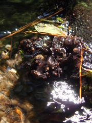 Peltigera gowardii