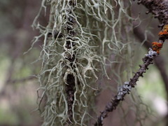 Evernia divaricata