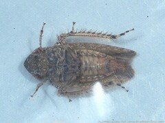 Paraphlepsius rileyi