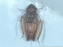 Paraphlepsius rileyi