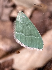 Hemithea aestivaria