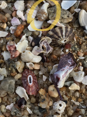 Brachidontes granulatus