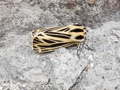 Apantesis virguncula