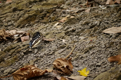 Polyura eudamippus formosana
