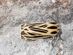 Apantesis virguncula