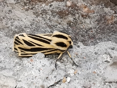 Apantesis virguncula