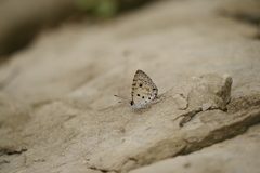 Megisba malaya sikkima