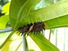 Troides helena cerberus