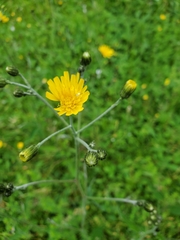 Hieracium tridentatum
