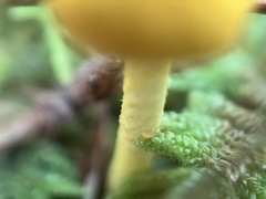 Cyptotrama chrysopepla