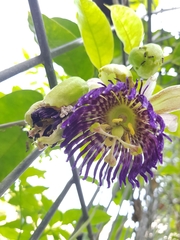 Passiflora laurifolia