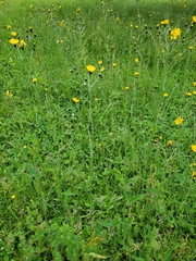 Hieracium tridentatum