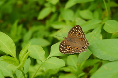 Junonia lemonias aenaria