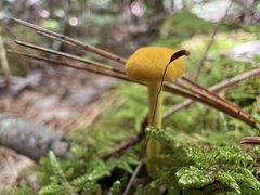 Cyptotrama chrysopepla