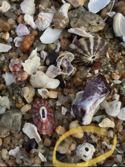 Notobalanus flosculus