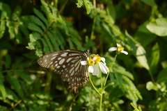Tirumala limniace limniace