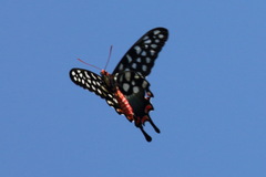 Pharmacophagus antenor