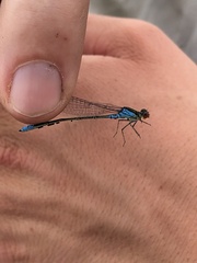 Erythromma